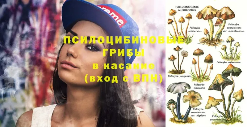 Галлюциногенные грибы Psilocybe  Гвардейск 